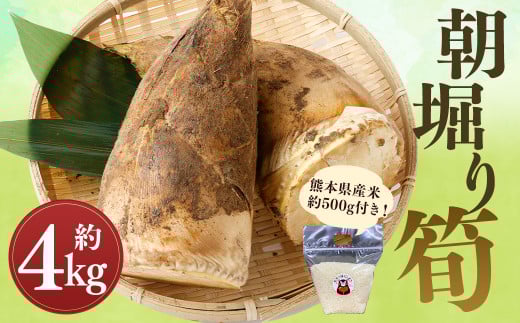 【数量限定】朝堀り 筍 4kg　熊本県産米 約500g 付き