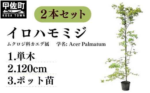 イロハモミジ（伊呂波紅葉）苗木 単木 樹高1.2m前後 2本セット ポット苗 シンボルツリー 落葉樹 植木 庭木