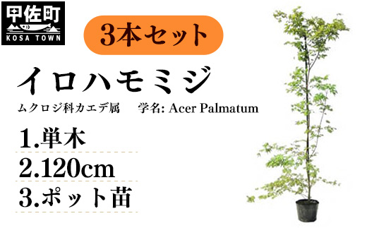 イロハモミジ（伊呂波紅葉）苗木 単木 樹高1.2m前後 3本セット ポット苗 シンボルツリー 落葉樹 植木 庭木