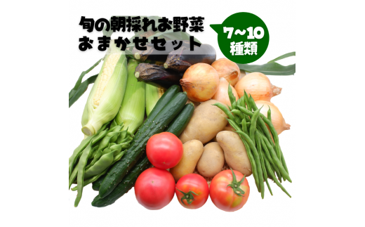 旬の朝採れお野菜おまかせセット - 野菜セット 野菜詰め合わせ 新鮮 フレッシュ 旬の野菜 朝採れ 国産 熊本県産 お任せ 何が入っているかはお楽しみ 7種類前後 おすすめ 熊本県 甲佐町【価格改定】