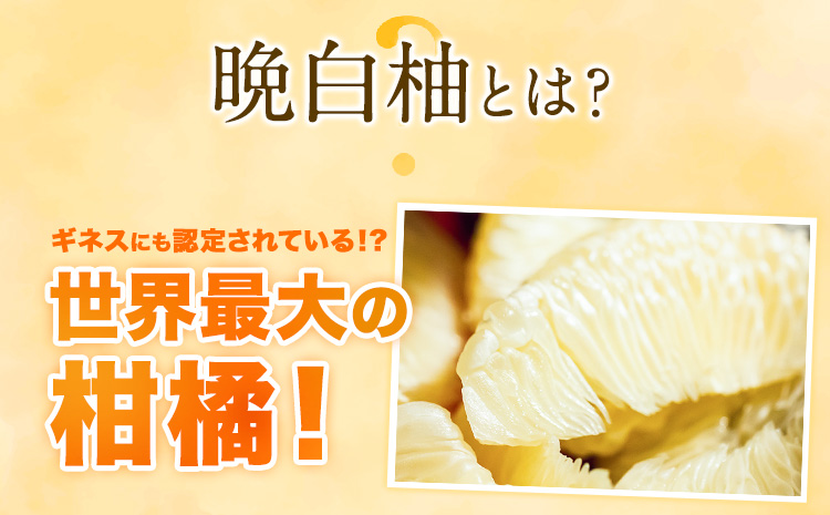 山本果樹園の晩白柚 2玉（2Lサイズ） 山本果樹園《12月中旬-3月中旬頃出荷予定》果物 フルーツ ザボン 熊本 特産品---sh_ymmtbanpe_q123_r7_15500_2l2t---