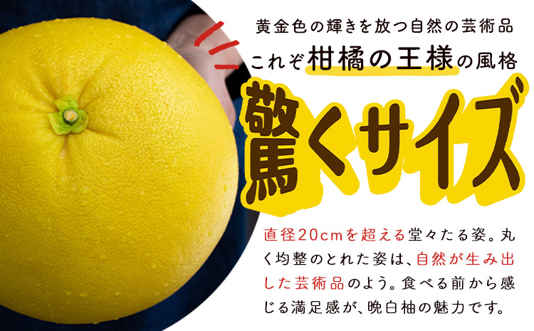 晩白柚 2玉 2Lサイズ ばんぺいゆ 熊本《1月上旬-1月末頃出荷》熊本県 氷川町 果物 フルーツ 熊本県産 晩白柚 ばんぺいゆ---hkw_kbtbpy_ac1_26_12000_2l2i---