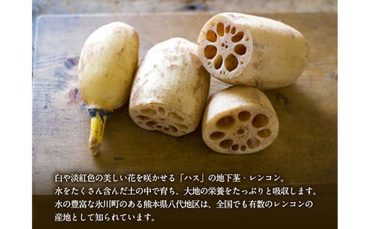 レンコン 約5kg 《11月下旬-3月末頃出荷(土日祝除く)》 熊本県氷川町産 道の駅竜北---sh_cmitiren_cf113_r7_16500_5kg---