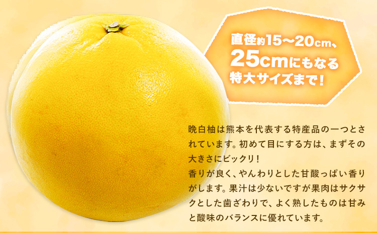 山本果樹園の晩白柚 2玉（2Lサイズ） 山本果樹園《12月中旬-3月中旬頃出荷予定》果物 フルーツ ザボン 熊本 特産品---sh_ymmtbanpe_q123_r7_15500_2l2t---
