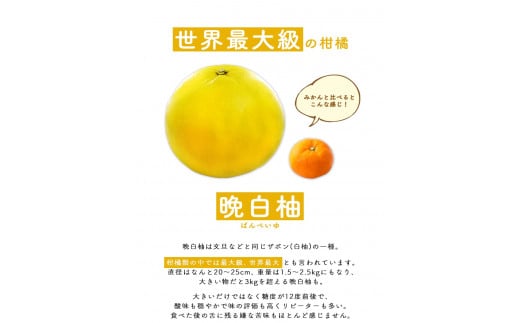 晩白柚もなか 12個入り(6個入り×2箱)  《30日以内に出荷予定(土日祝除く)》 道の駅竜北---sh_michimona_30d_r7_8500_12k---