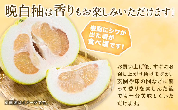 山本果樹園の晩白柚 2玉（2Lサイズ） 山本果樹園《12月中旬-3月中旬頃出荷予定》果物 フルーツ ザボン 熊本 特産品---sh_ymmtbanpe_q123_r7_15500_2l2t---