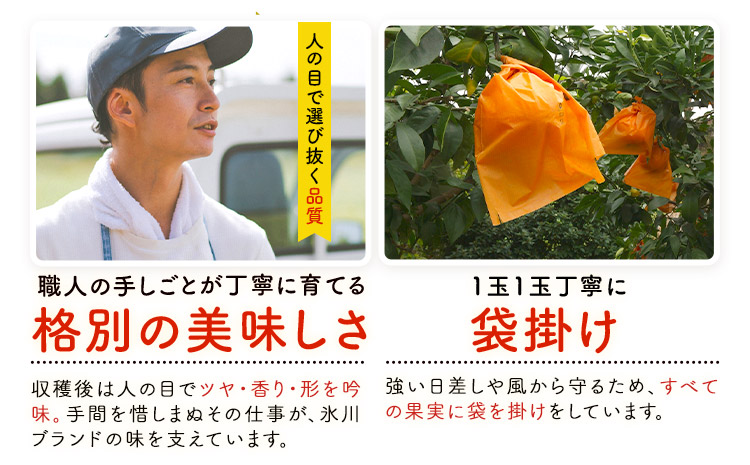 晩白柚 2玉 2Lサイズ ばんぺいゆ 熊本《1月上旬-1月末頃出荷》熊本県 氷川町 果物 フルーツ 熊本県産 晩白柚 ばんぺいゆ---hkw_kbtbpy_ac1_26_12000_2l2i---