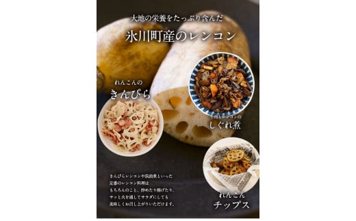 レンコン 約5kg 《11月下旬-3月末頃出荷(土日祝除く)》 熊本県氷川町産 道の駅竜北---sh_cmitiren_cf113_r7_16500_5kg---