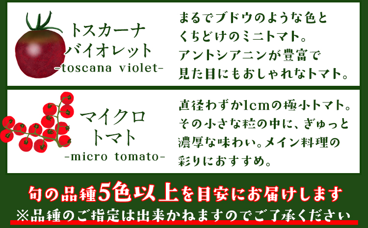 「ミヤザキファーム」 宝石とまと1.2kg 熊本県氷川町産《12月上旬-6月末頃出荷予定》 小鈴 アイコ イエローアイコ オレンジ千果 みどりちゃん セレブスイート グリーンゼブラ 桃太郎ゴールド トスカーナバイオレット マイクロトマト---sh_cmiyatmt_ac126_r7_13000_1200g---
