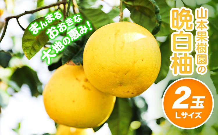 山本果樹園の晩白柚 2玉（Lサイズ） 《12月中旬-3月中旬頃出荷予定》果物 フルーツ ザボン 熊本 特産品---sh_ymmtbanpe_q123_r7_12000_l2t---