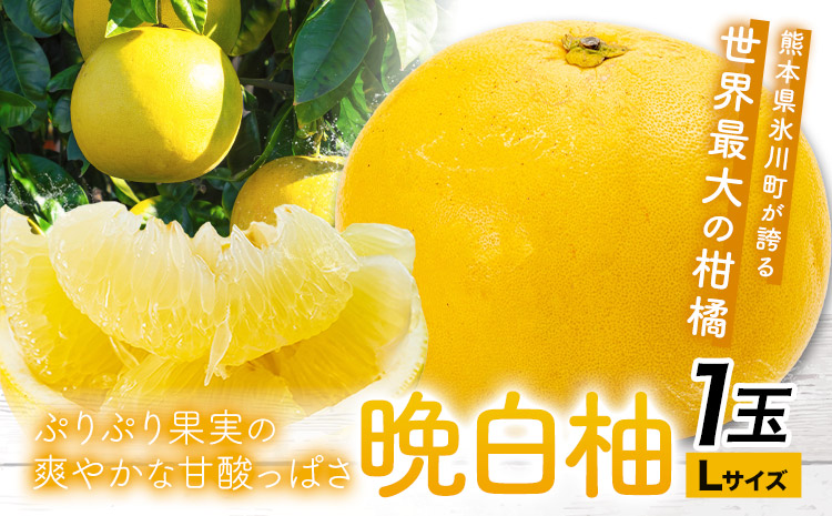 晩白柚 1玉 Lサイズ ばんぺいゆ 熊本《1月上旬-1月末頃出荷》熊本県 氷川町 果物 フルーツ 熊本県産 晩白柚 ばんぺいゆ---hkw_kbtbpy_ac1_26_5500_l1i---