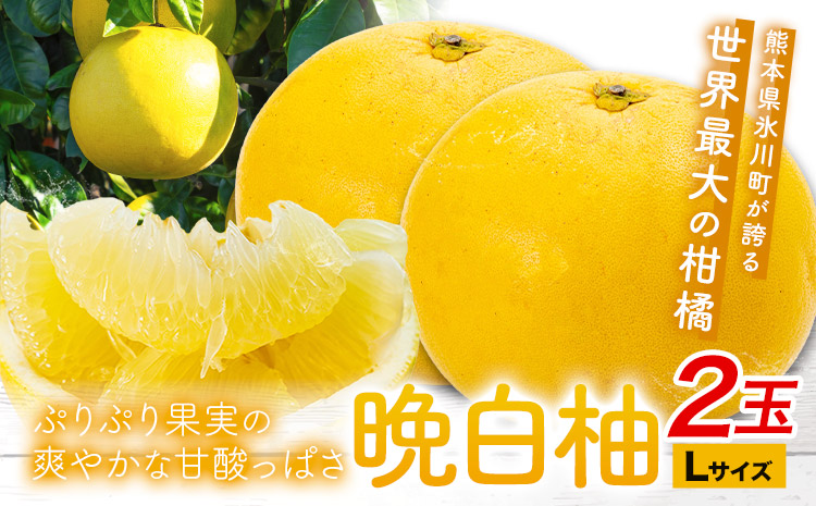 晩白柚 2玉 Lサイズ ばんぺいゆ 熊本《1月上旬-1月末頃出荷》熊本県 氷川町 果物 フルーツ 熊本県産 晩白柚 ばんぺいゆ---hkw_kbtbpy_ac1_26_9000_l2i---