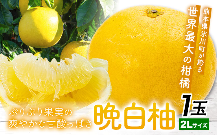 晩白柚 1玉 2Lサイズ ばんぺいゆ 熊本《1月上旬-1月末頃出荷》熊本県 氷川町 果物 フルーツ 熊本県産 晩白柚 ばんぺいゆ---hkw_kbtbpy_ac1_26_8000_2l1i---