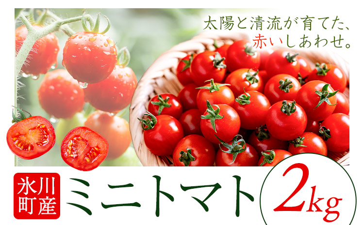 ミニトマト 約2kg 氷川アグリクラブ トマト 熊本《2月上旬-4月末頃出荷》熊本県 氷川町 野菜 熊本県産 サラダ プチトマト 国産---hkw_agrmt_af24_26_8000_2kg---