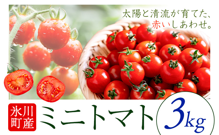 ミニトマト 約3kg 氷川アグリクラブ トマト 熊本《2月上旬-4月末頃出荷》熊本県 氷川町 野菜 熊本県産 サラダ プチトマト 国産---hkw_agrmt_af24_26_11000_3kg---