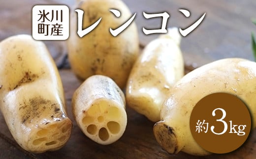 レンコン 約3kg 熊本県氷川町産 道の駅竜北《11月下旬-3月末頃出荷(土日祝除く)》---sh_cmitiren_cf113_r7_13500_3kg---