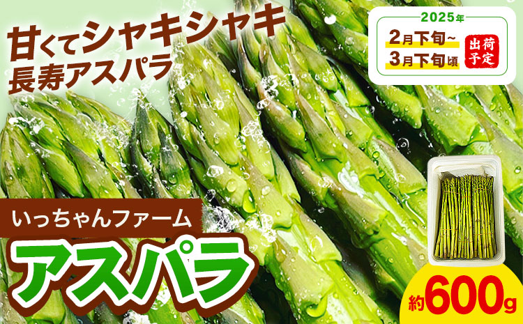 アスパラガス 約600g いっちゃんファーム[2025年2月下旬-3月下旬頃出荷予定]熊本県 氷川町 氷川産 野菜 アスパラガス アスパラ---sh_cichnasp_24_p23_11000_600g---