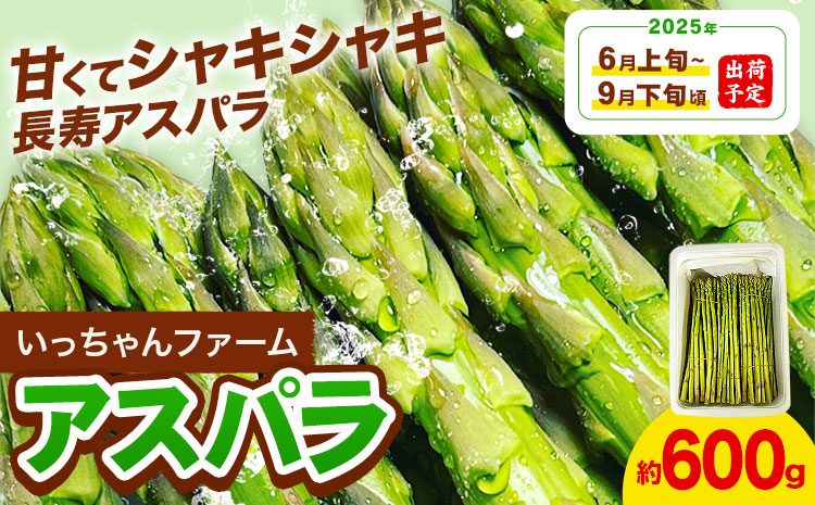 アスパラガス 約600g いっちゃんファーム[2025年6月上旬-9月下旬頃出荷予定]熊本県 氷川町 氷川産 野菜 アスパラガス アスパラ---sh_cichnasp_24_ak69_11000_600g---