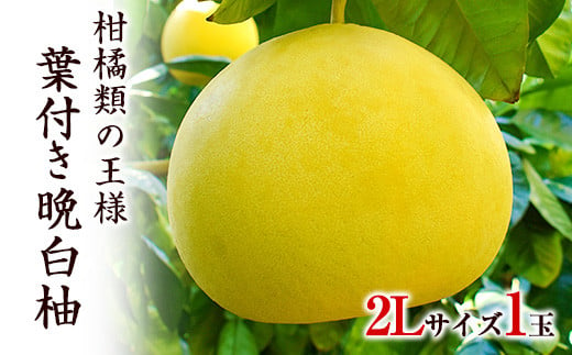 葉付き晩白柚2L×1玉 [12月中旬-12月末頃出荷] 熊本県氷川町産 道の駅竜北 柑橘 ざぼん---sh_michihatuki_j12_20_12000_2l---