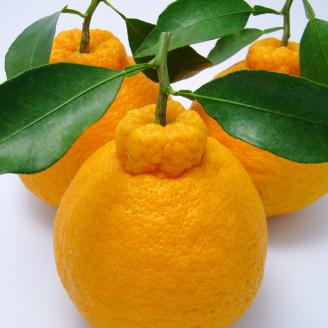 B238-15 無加温ハウス栽培　トップオレンジ（不知火）約3ｋｇ