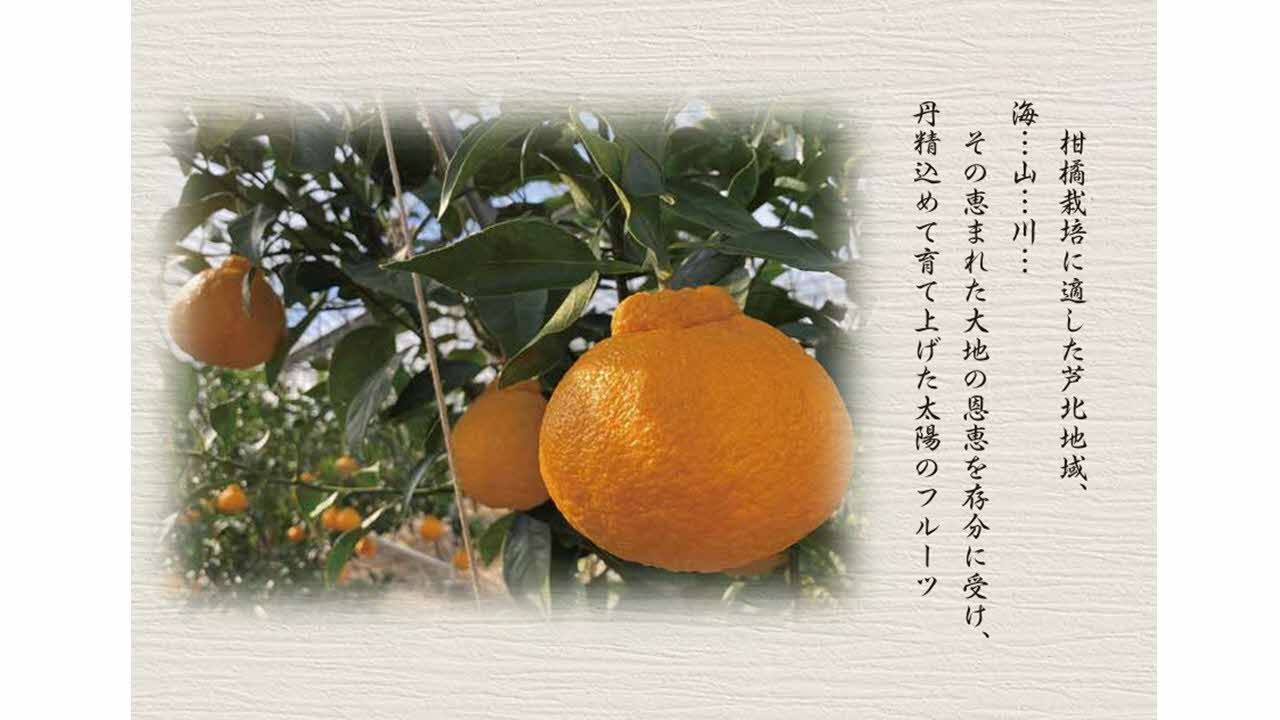 B341-14 不知火（3kg）