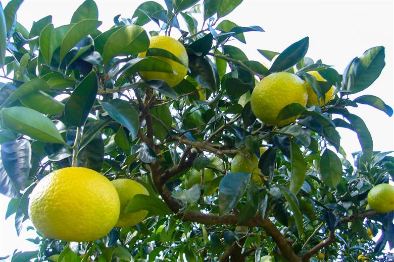 B359-08 紅甘夏　優L　12玉