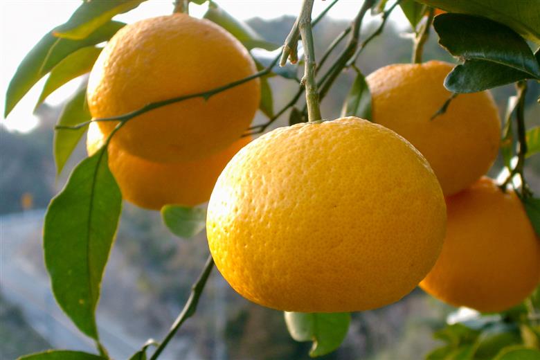 B361-15 甘夏　優2L　約１０kg