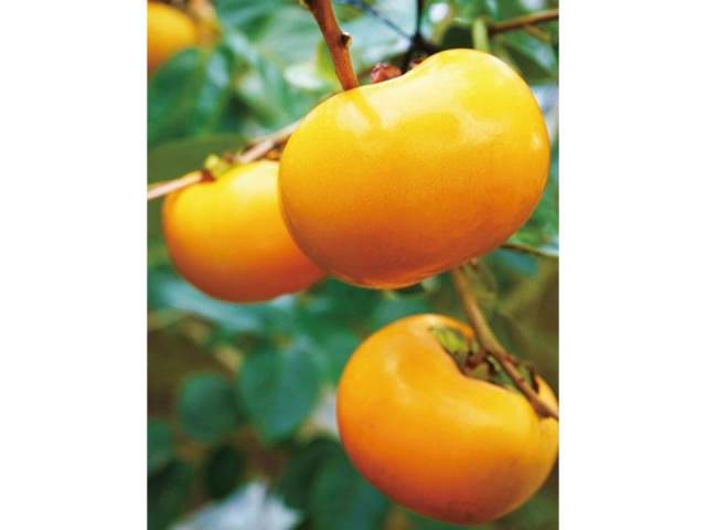 B7-15 太秋柿【秀品】