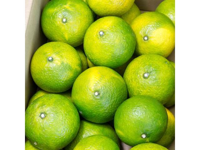 B49-10 スイートスプリング5㎏