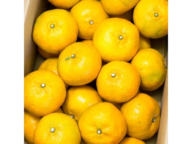 B50-10 はやか5㎏