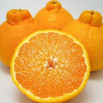 B238-15 無加温ハウス栽培　トップオレンジ（不知火）約3ｋｇ