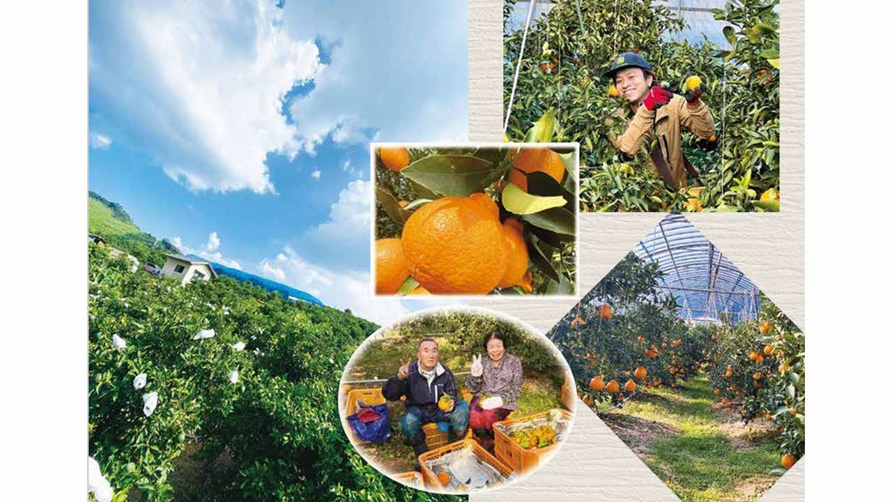 B341-14 不知火（3kg）