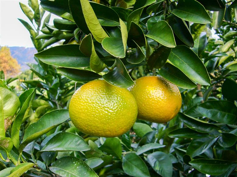 B342-07 スイートスプリング　２Ｌ　約３㎏