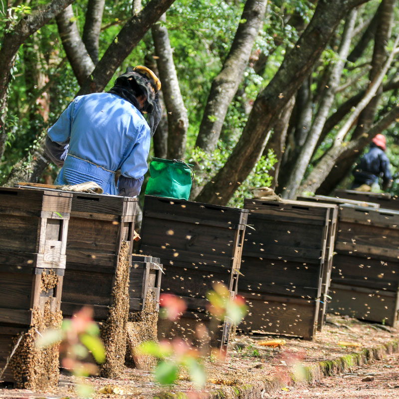 B181-17 百花蜂蜜600g×2本セット