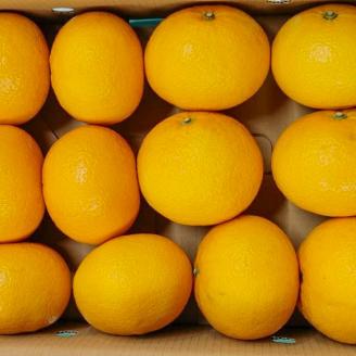 B235-08 マルタの甘夏みかん約4ｋｇ