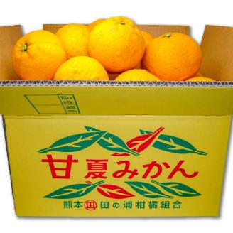 B236-14 マルタの甘夏みかん約10ｋｇ