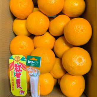 B237-14 マルタの紅甘夏みかん約10ｋｇ