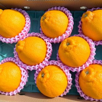 B238-15 無加温ハウス栽培　トップオレンジ（不知火）約3ｋｇ