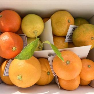 B199-11　５種の柑橘詰め合わせセット（3kg箱入り）