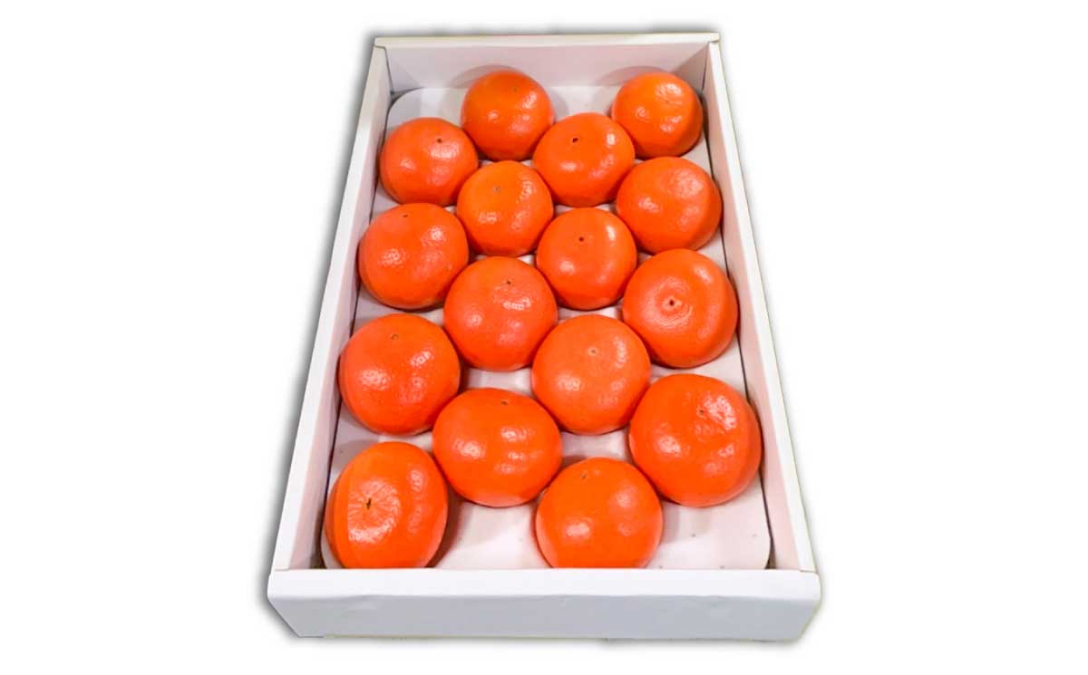 B351-13 まるたん　１６玉　化粧箱入り