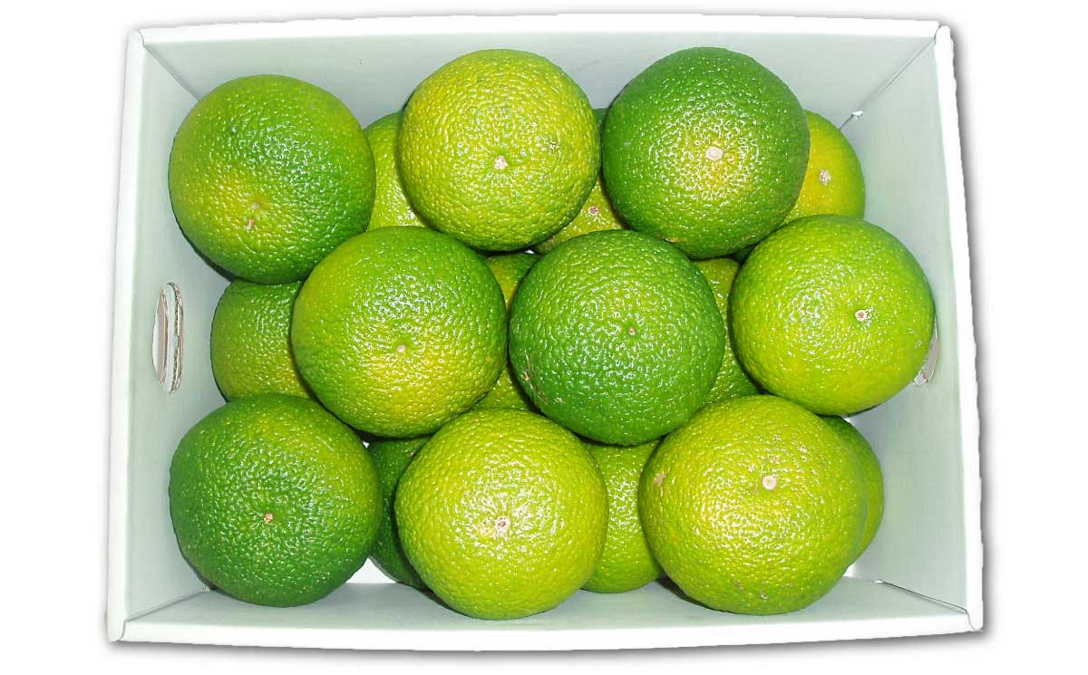 B358-06 スイートスプリング　Ｌ　約３㎏