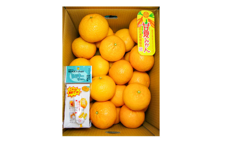 B361-15 甘夏　優2L　約１０kg