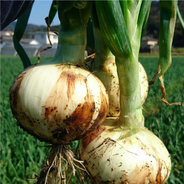 B65-12 あしきたん塩玉ねぎ10㎏【発送は3月下旬～6月上旬】