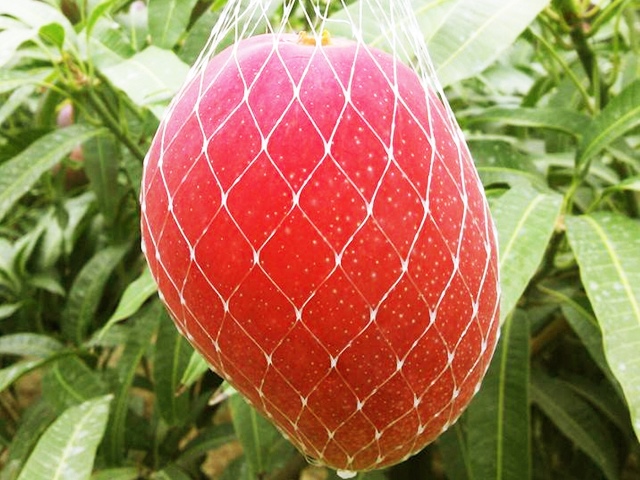 B58-20 完熟マンゴー（2Ｌ×2玉）