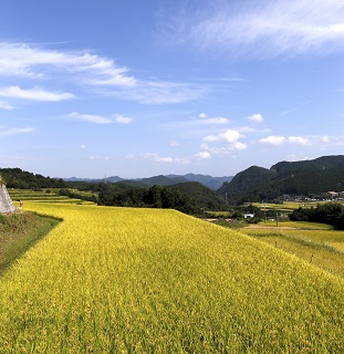 B131-35 大野米【玄米】30kg