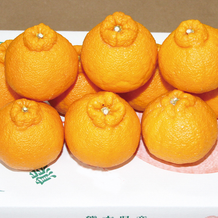 B147-18 紅不知火（紅デコ）露地栽培5kg