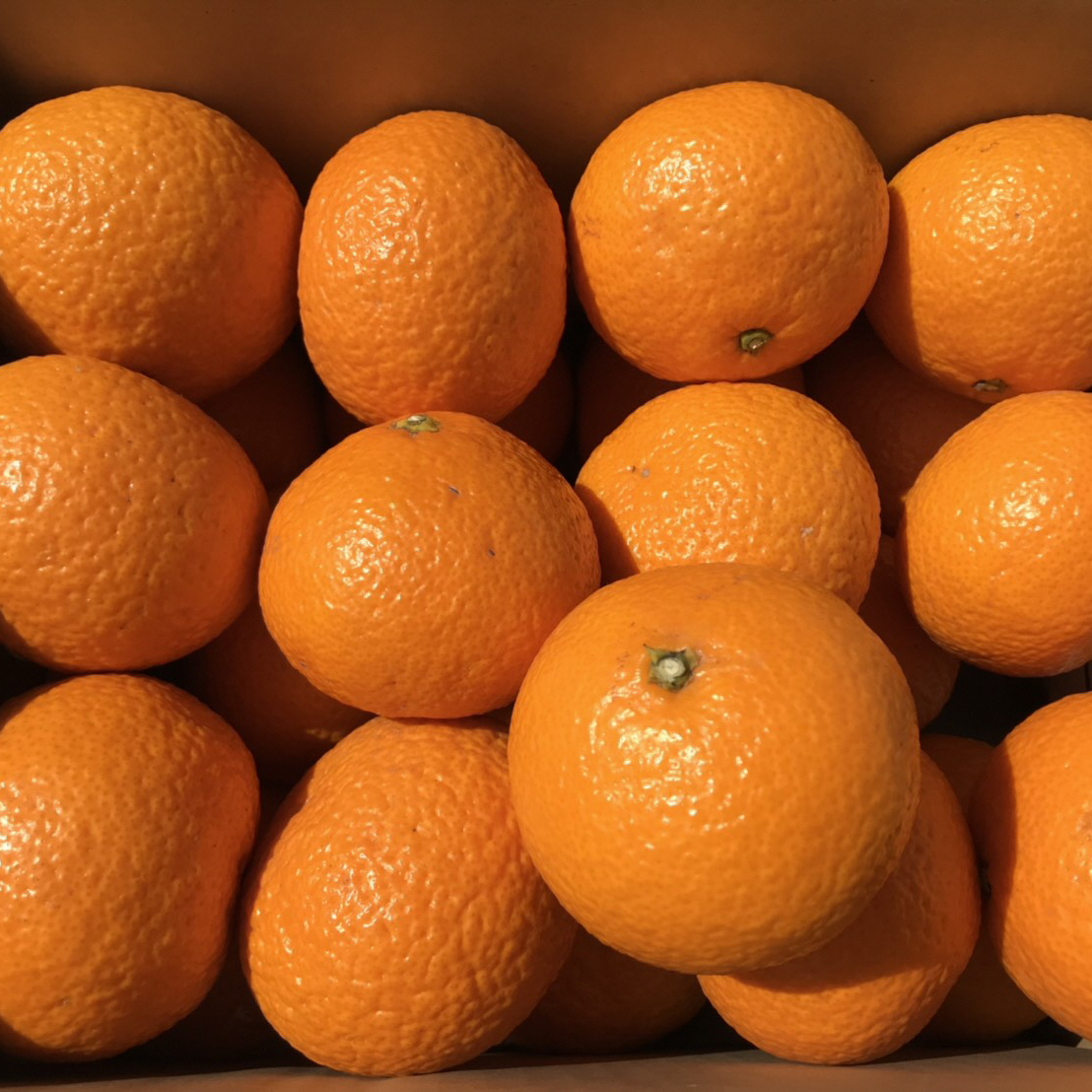 B197-10 樹成り完熟スイートスプリング（5kg）