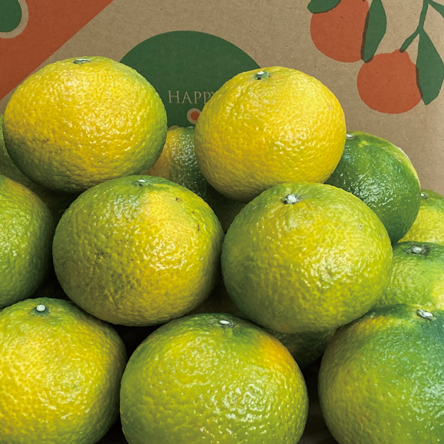 B198-10 ハッピーオレンジのスイートスプリング（5kg）【12月限定】