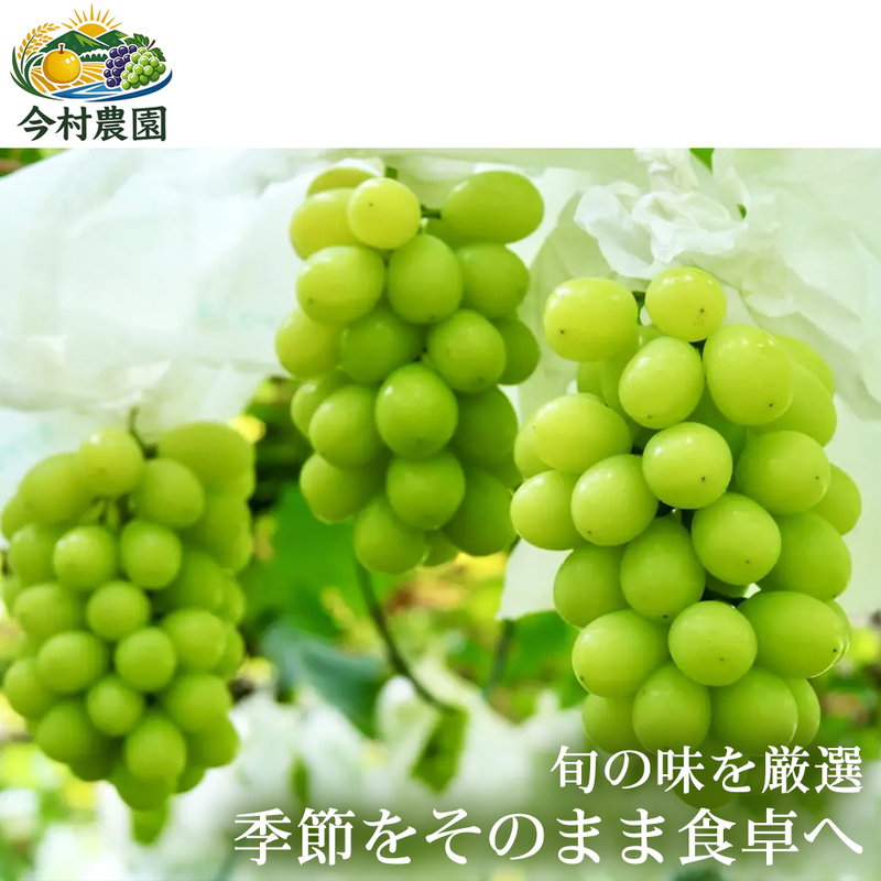 【皮ごと食べれる】熊本県産シャインマスカット 2～5房(約2kg) 1箱｜芳醇な香りと濃厚な甘み シャインマスカット ぶどう フルーツ 高級 甘い  ギフト 贈答用 家庭用 お取り寄せ 熊本県
