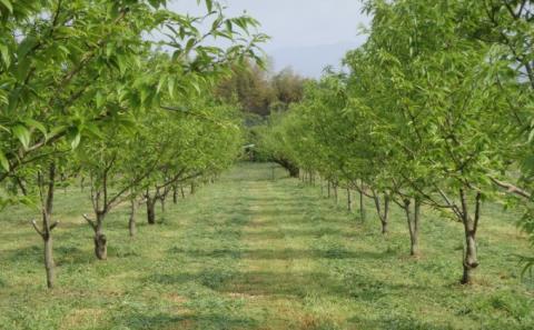 栗 草生栽培で育てた賀久農園の球磨栗 約1.9kg 2026年発送 配送不可 離島 果物類 くり